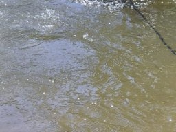 Mainschwimmen Juni 2026
